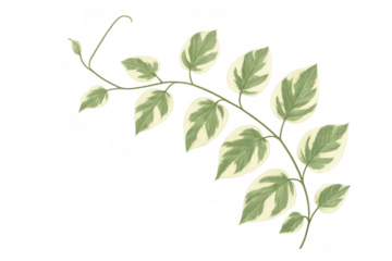 Variegated pothos vine with green and white heart shaped leaves, transparent background, botanical illustration