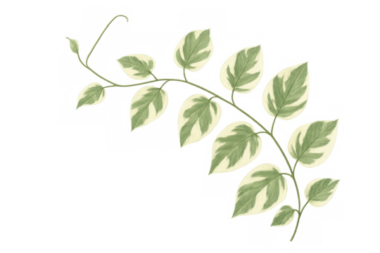 Variegated pothos vine with green and white heart shaped leaves, transparent background, botanical illustration