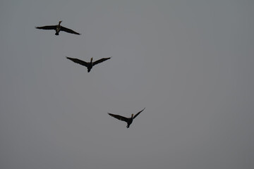 Three Birds Silhouetted in Flight Against Moody Grey Sky