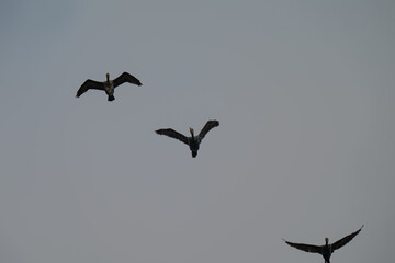 Three Birds Silhouetted in Flight Against Moody Grey Sky