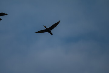 Fototapeta premium Bird in Flight Silhouette Against Muted Blue Sky