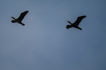 Obraz premium Pair of Soaring Cormorants Against a Clear Blue Sky