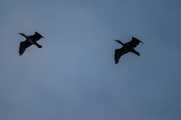 Pair of Soaring Cormorants Against a Clear Blue Sky
