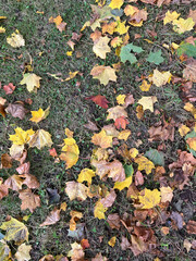 autumn leaves on the ground
