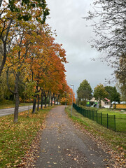 autumn in the park