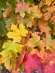 autumn leaves background