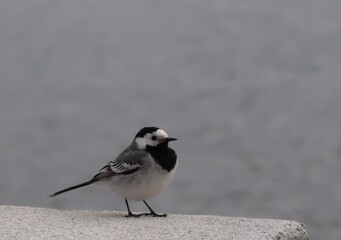 black and white bird