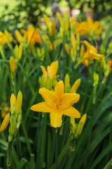 yellow daylily blooming in a summer garden