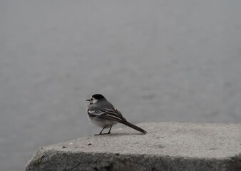 bird on a stone