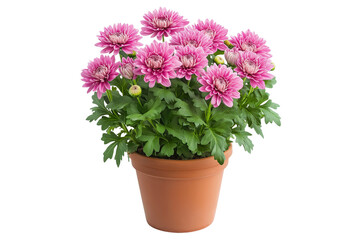 Potted Pink Chrysanthemum with Green Leaves Isolated on White Background. Blooming Pink Chrysanthemum Flower in Pot png