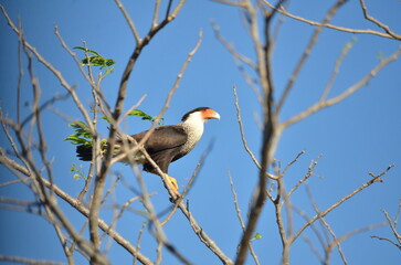 Crested karakara sitting in a tree, Palo Verde, Costa Rica