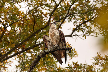 Obraz premium Osprey Resting with a Backdrop of Golden Autumn Leaves 
