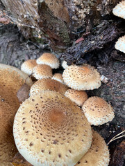 mushrooms in the forest