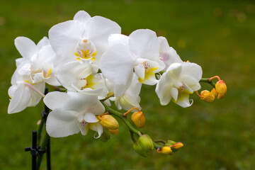 Beautiful white orchid on green - phalaenopsis