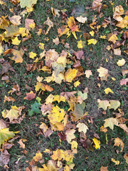 autumn leaves background