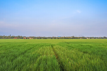 Beautiful paddy field. Stunning greenery and nature landscape of rice cultivation.