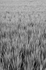 Bright green grass seamless background. Fresh grass early in the morning.
