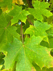 green leaf on the ground