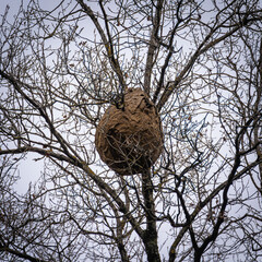hornet nest in a tree with branches in autumn