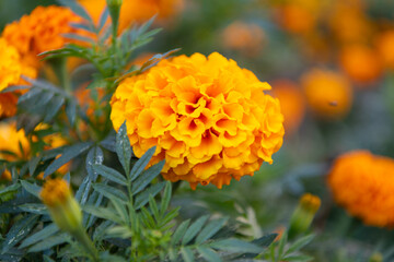 Yellow marigold flower. Tagetes flower in summer. Beautiful yellow marigold bloom in nature. Composition of nature. Summer blooming flower. Blooming flower yellow color