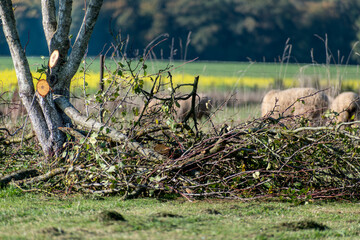 Tree pruning for maintenance and a better harvest the following year