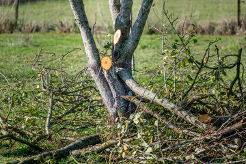 Tree pruning for maintenance and a better harvest the following year