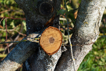 Tree pruning for maintenance and a better harvest the following year