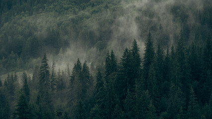 Editorial images of the Carpathian Mountains in Ukraine, showing dense pine forests, mist, and lush greenery. Ideal for travel, nature, and landscape editorial use. Ideal for travel.