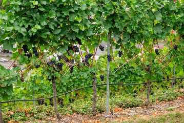 Clusters of ripening grapes, showing a mix of green and dark purple berries, amidst the lush green leaves on a vine in the steep Moselle Valley vineyards