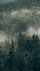Editorial images of the Carpathian Mountains in Ukraine, showing dense pine forests, mist, and lush greenery. Ideal for travel, nature, and landscape editorial use. Ideal for travel.