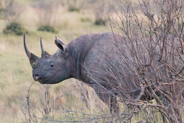 African Rhino in the Wild