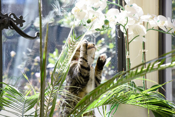 Young cat playing indoors in a family home interior the kitten is hiding behind a house plant near the window