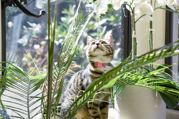 Young cat playing indoors in a family home interior the kitten is hiding behind a house plant near the window