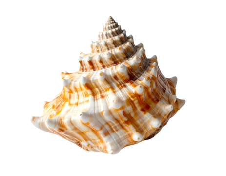 Ornate seashell with brown, white, and orange hues, sharply spiraled