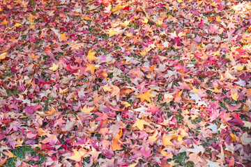 The arrival of autumn and its reddish colors