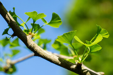 Bright green Ginkgo tree (Ginkgo biloba) leaves sprout from branch against clear blue sky, showcasing early growth and vibrant life. The leaves are distinctively fan-shaped. Nature concept for design