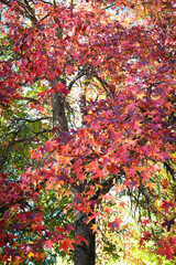 The arrival of autumn and its reddish colors