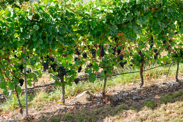 Horizontal rows of grapevines with clusters of dark grapes ripening in the sunlight, photographed in the steep terraced vineyards of the Moselle Valley suggesting an upcoming harvest.