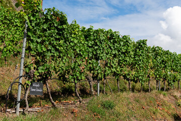 A row of lush green grapevines on a sunny hillside in the Moselle Valley. Highlighting the region's wine culture