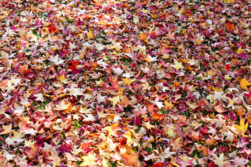 The arrival of autumn and its reddish colors