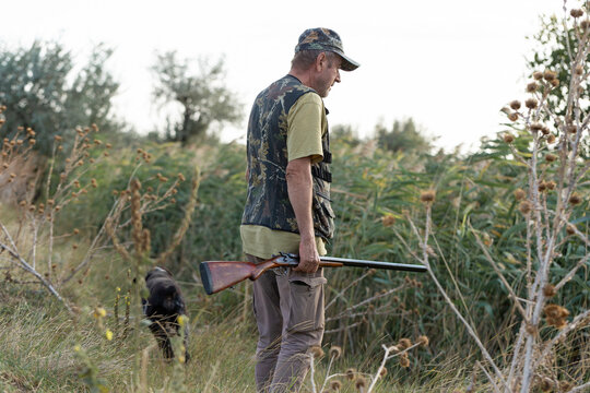 A hunter with a gun and his pet dogs. A spaniel and a german wirehaired pointer drathaar in search of a pheasant.
