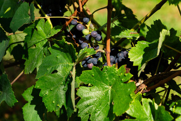 Cluster of ripe dark grapes hanging next to the gnarled vine trunk in a vineyard of the Moselle Valley. The berries show a rich purple color ready for harvest