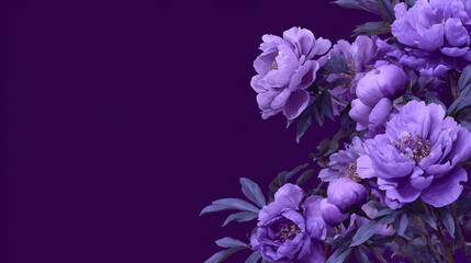Background of purple peony flowers in bloom on dark purple background with copy space.