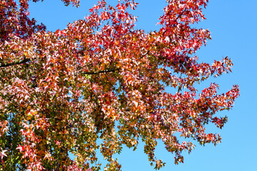 The arrival of autumn and its reddish colors
