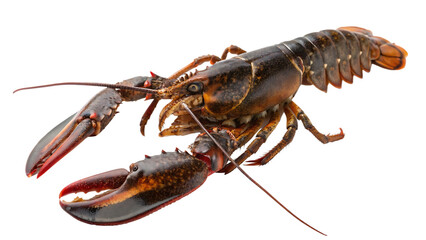 Close-up of a lobster &ndash; a detailed view of a live lobster cut out on PNG. AI GENERATED.