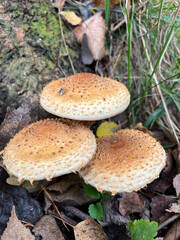 mushroom in the forest