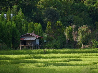 Farmer's hut and rice field in thailand
