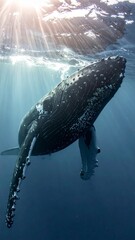 Naklejka premium Majestic Humpback Whale Ascending Towards Sunlit Ocean Surface.