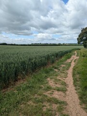 Obraz premium Path through fields of crops