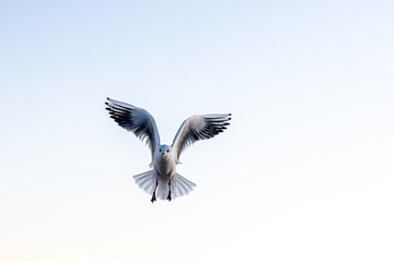 Seagull with raised wings in clear sky. Minimal flight.